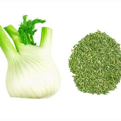 bigstock_fennel_bulb_and_seeds_isolated_84455261_2